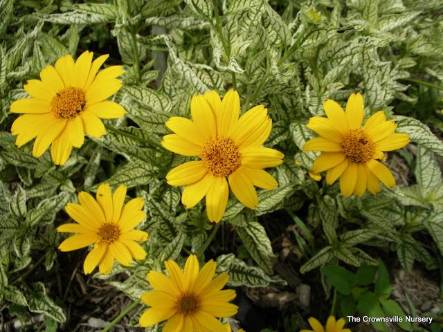 Photo of False Sunflower (Heliopsis helianthoides var. scabra Loraine Sunshine) uploaded by vic