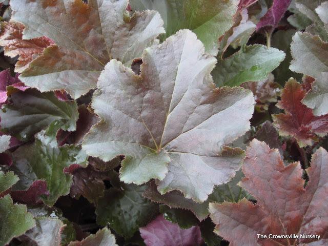 Photo of Coral Bells (Heuchera 'Bronze Wave') uploaded by vic