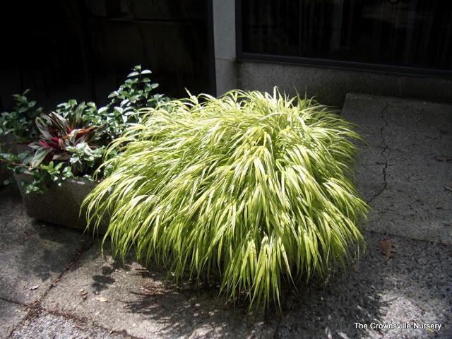 Photo of Japanese Forest Grass (Hakonechloa macra 'Aureola') uploaded by vic