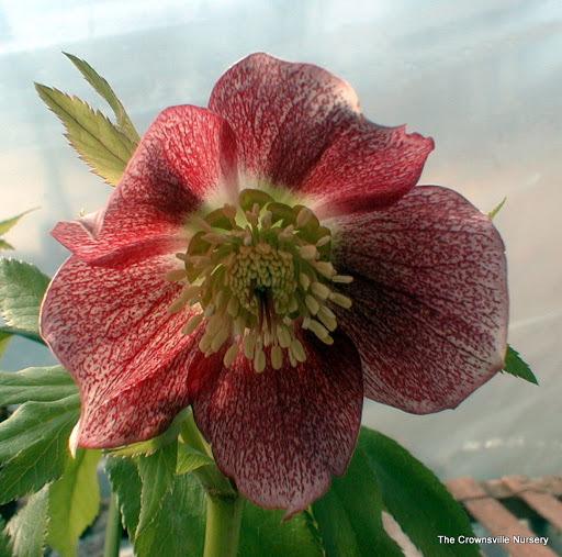 Photo of Lenten Rose (Helleborus x hybridus) uploaded by vic