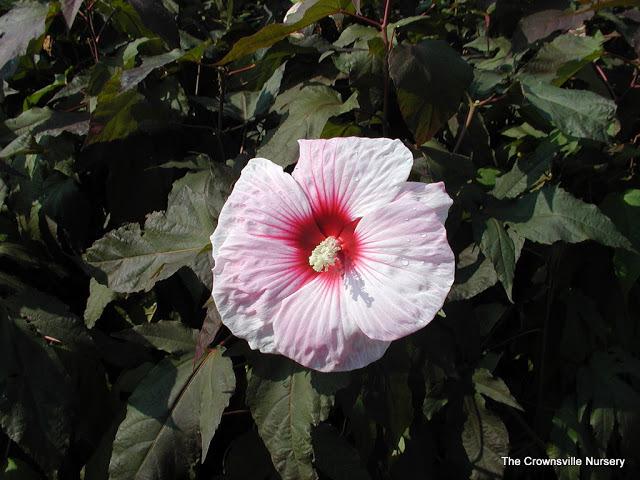 Photo of Hybrid Hardy Hibiscus (Hibiscus 'Kopper King') uploaded by vic