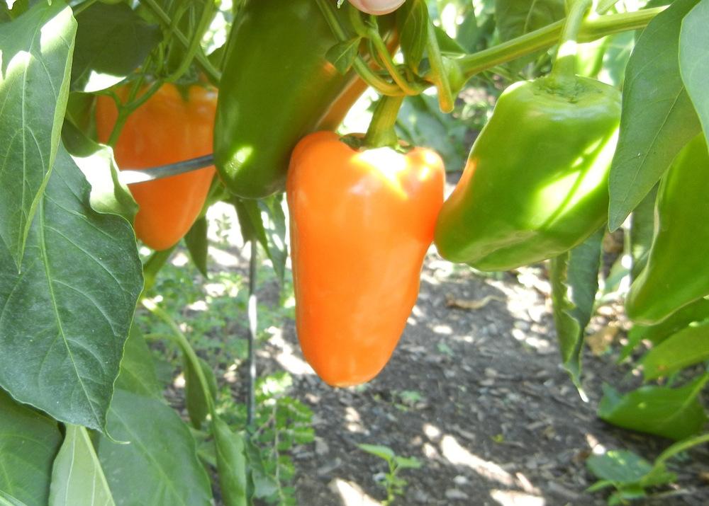 Photo of Sweet Pepper (Capsicum annuum 'Yummy') uploaded by KentPfeiffer