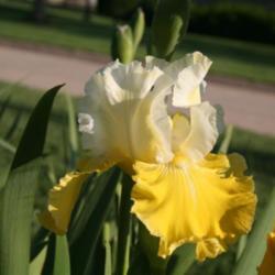 Location: My garden in southeast Nebraska
Date: 2012-04-22