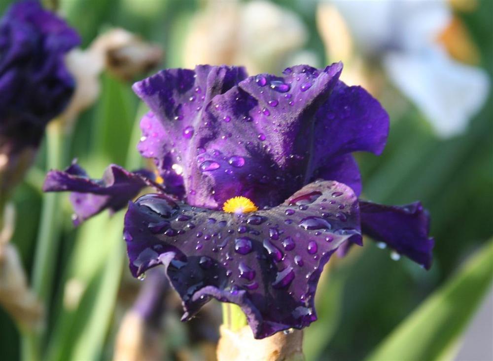 Photo of Border Bearded Iris (Iris 'Lady of the Night') uploaded by KentPfeiffer