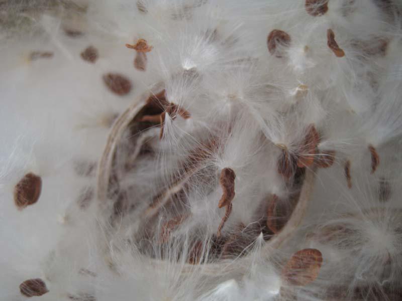 Photo of Showy Milkweed (Asclepias speciosa) uploaded by Natalie