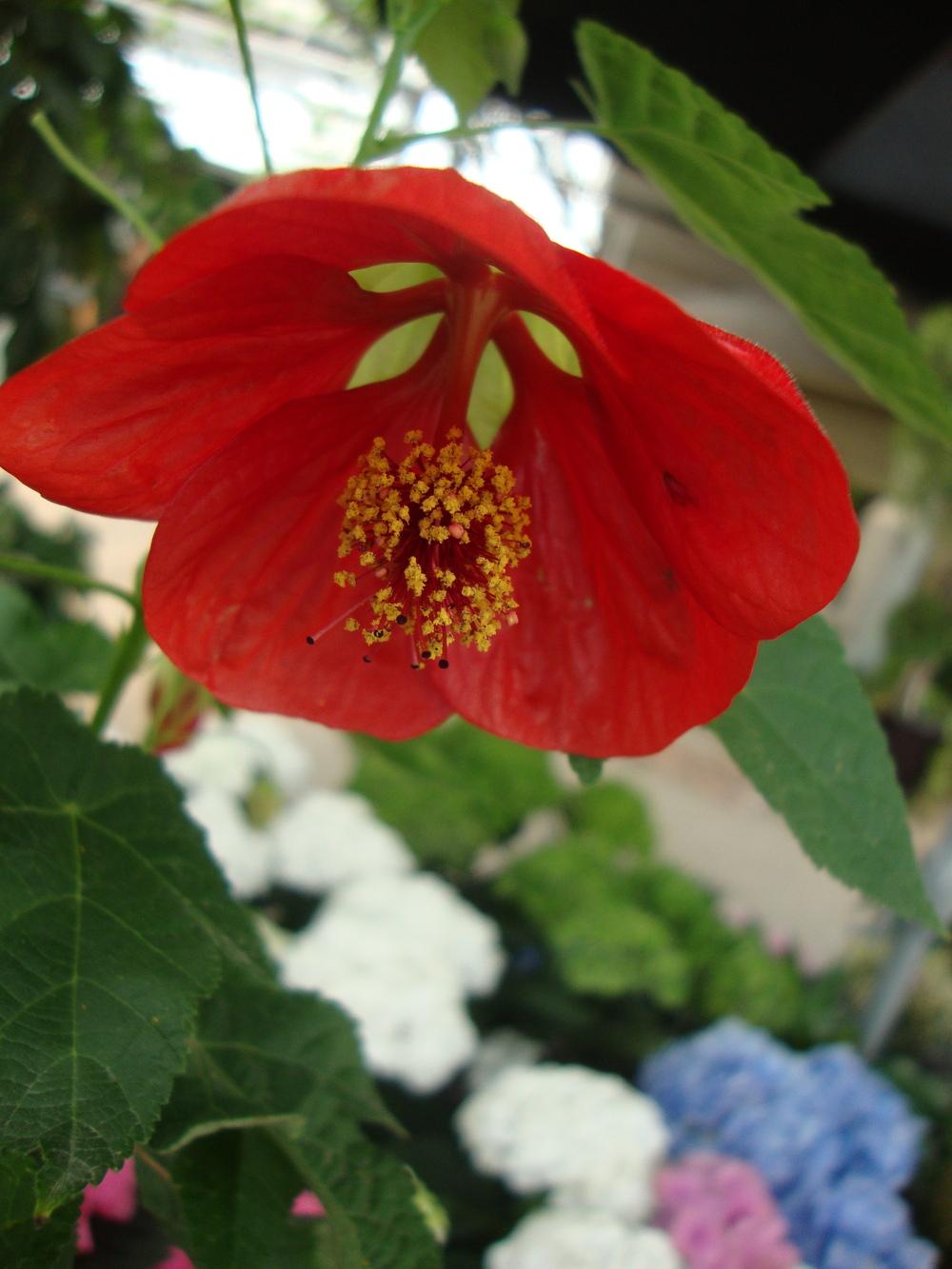 Photo of Abutilons (Callianthe) uploaded by Paul2032