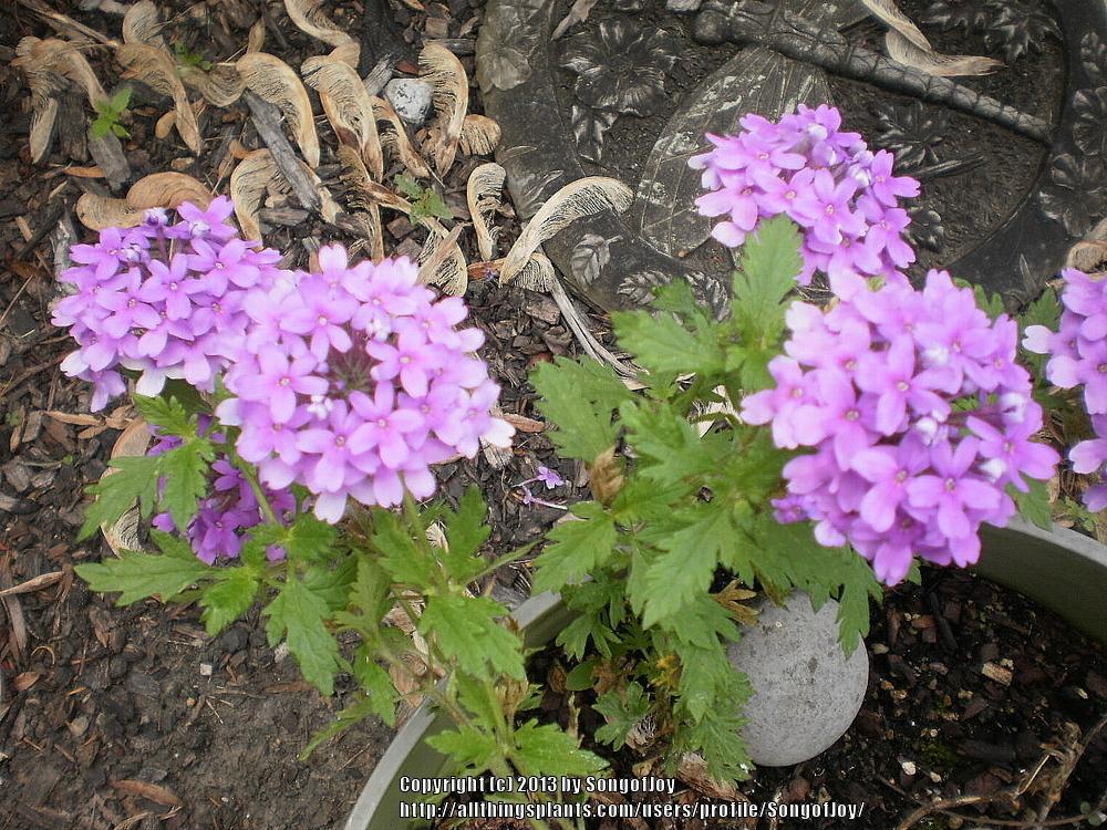 Photo of Purple Verbena (Verbena canadensis 'Homestead Purple') uploaded by SongofJoy