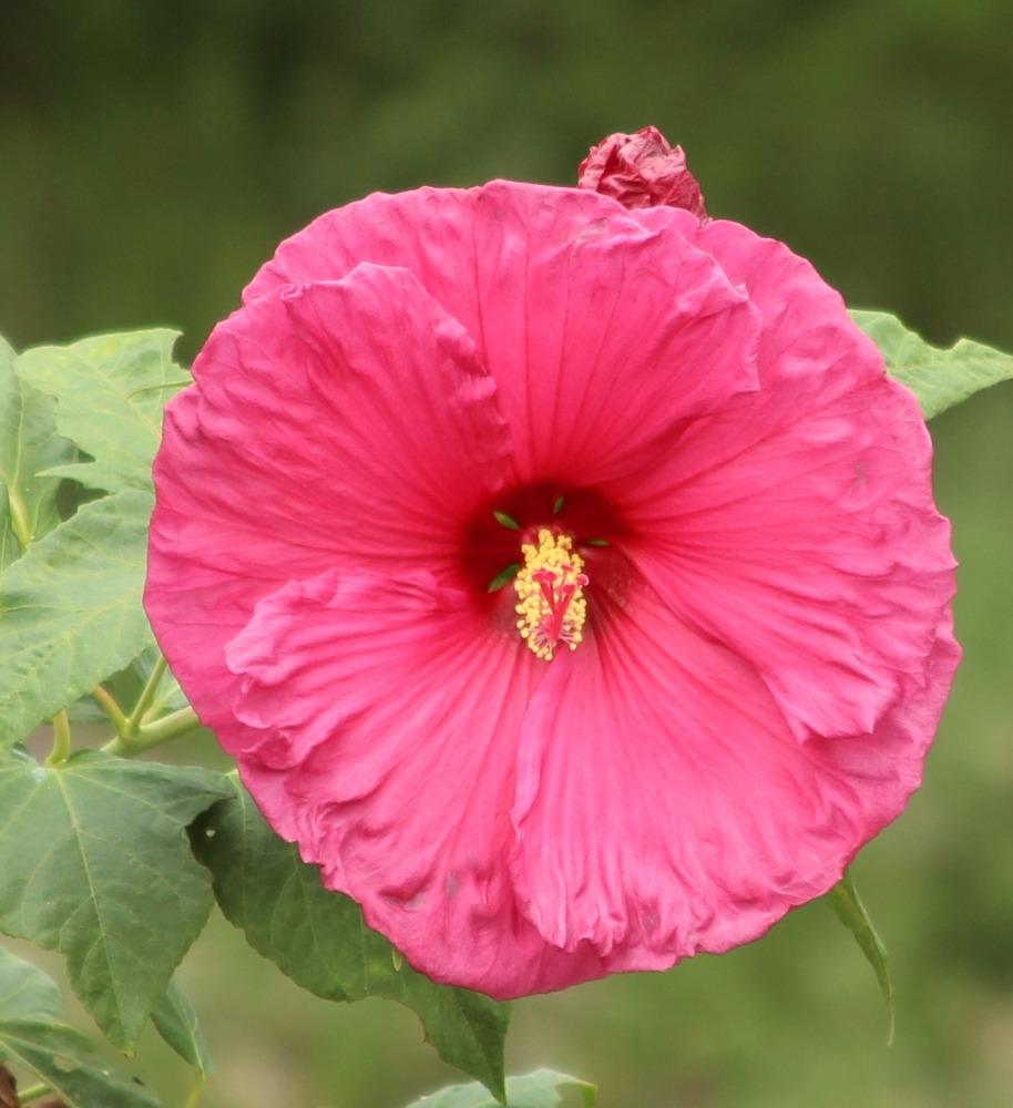 Photo of Hardy Hibiscus (Hibiscus moscheutos) uploaded by dave