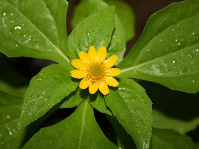 Photo of Butter Daisy (Melampodium divaricatum) uploaded by gingin