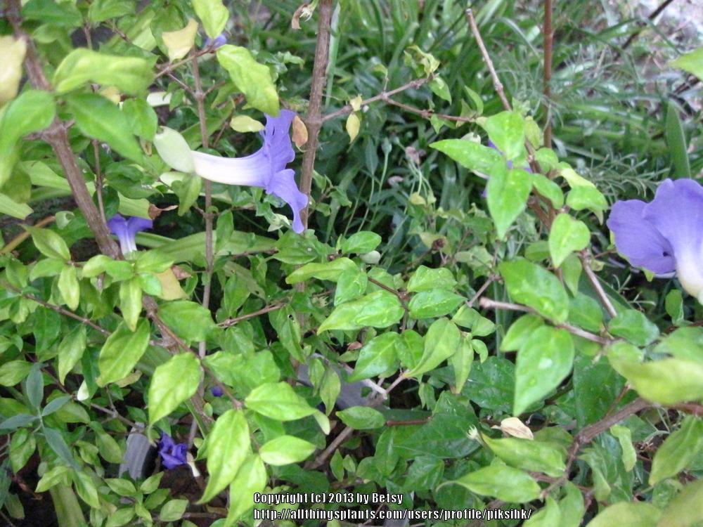 Photo of King's Mantle (Thunbergia erecta) uploaded by piksihk