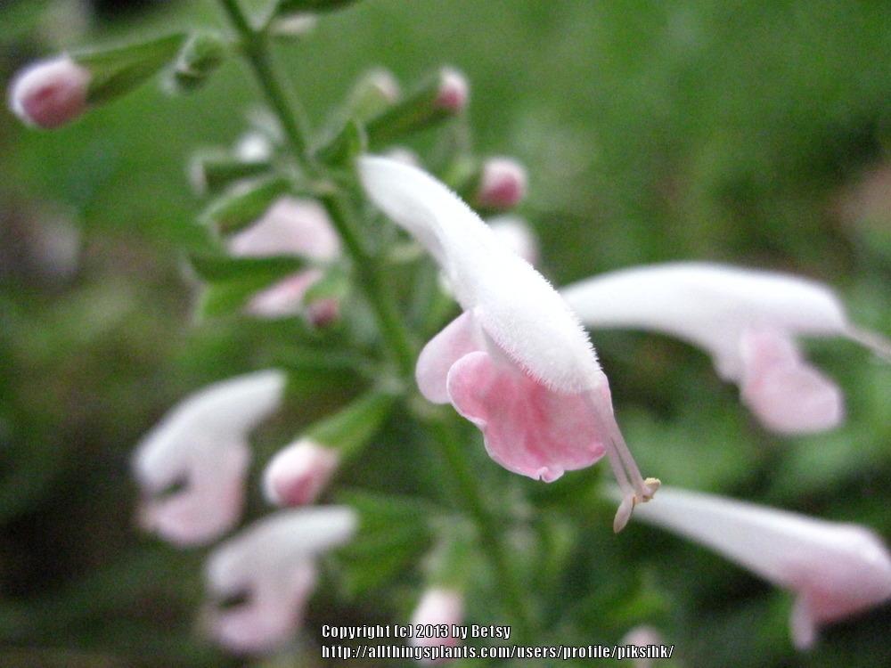 Photo of Hummingbird Sage (Salvia coccinea 'Coral Nymph') uploaded by piksihk