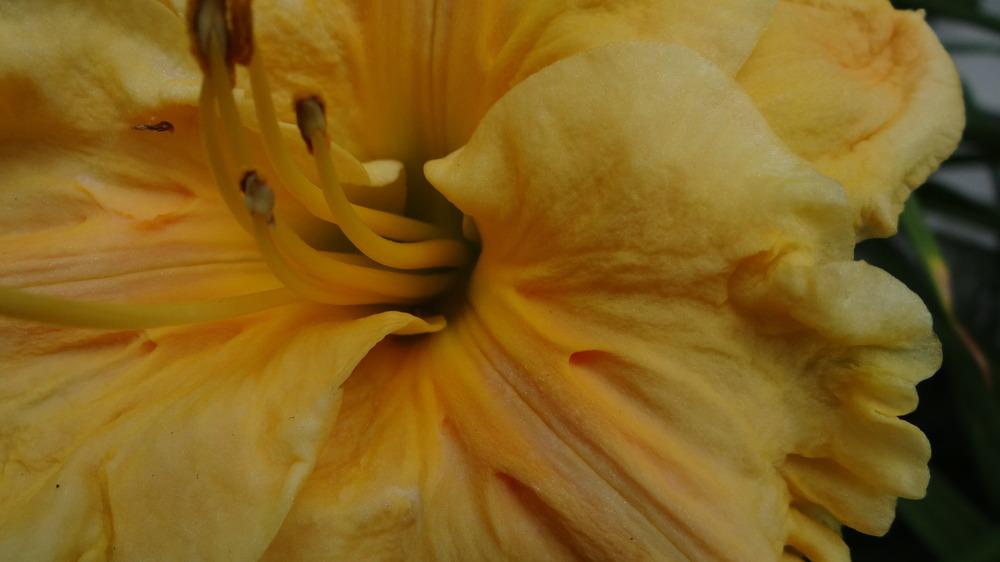 Photo of Daylily (Hemerocallis 'Bas Relief') uploaded by snickerspooh