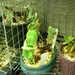 Location: At our garden - San Joaquin County, CA
Date: 2013-08-27
All new growth leaves of Kalanchoe marmorata has reverted to gree