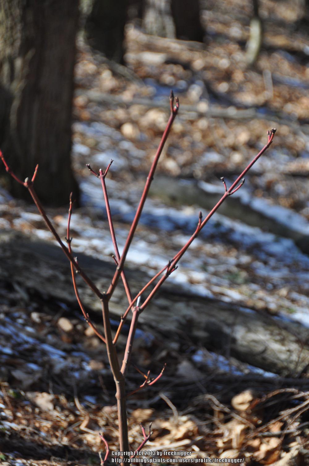 Photo of Striped Maple (Acer pensylvanicum) uploaded by treehugger