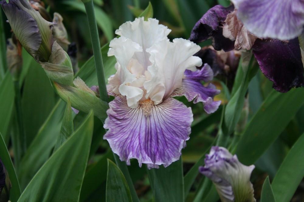 Photo of Tall Bearded Iris (Iris 'Reckless in Denim') uploaded by KentPfeiffer