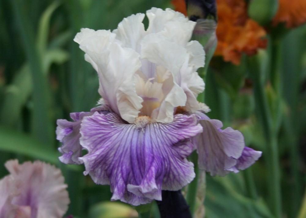 Photo of Tall Bearded Iris (Iris 'Reckless in Denim') uploaded by KentPfeiffer