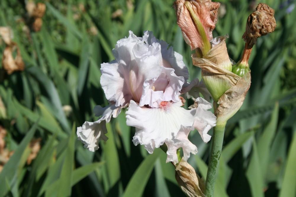 Photo of Tall Bearded Iris (Iris 'Rite of Passage') uploaded by KentPfeiffer