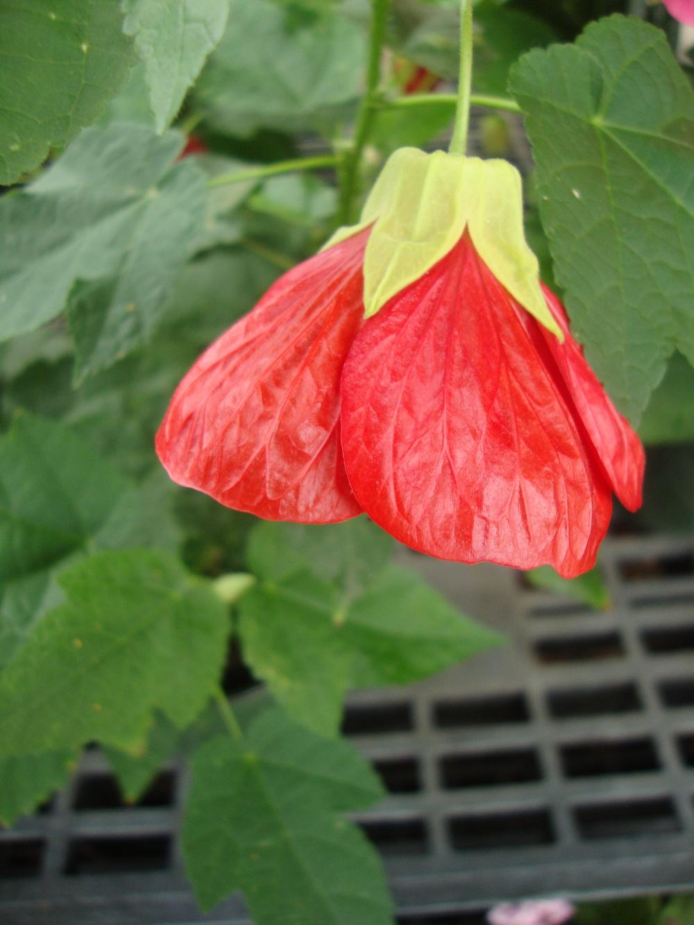 Photo of Abutilons (Callianthe) uploaded by Paul2032