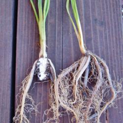 Location: northern california zone 9b
Date: 2013-08-14
Crystal Blue Persuasion root system showing division of crown.