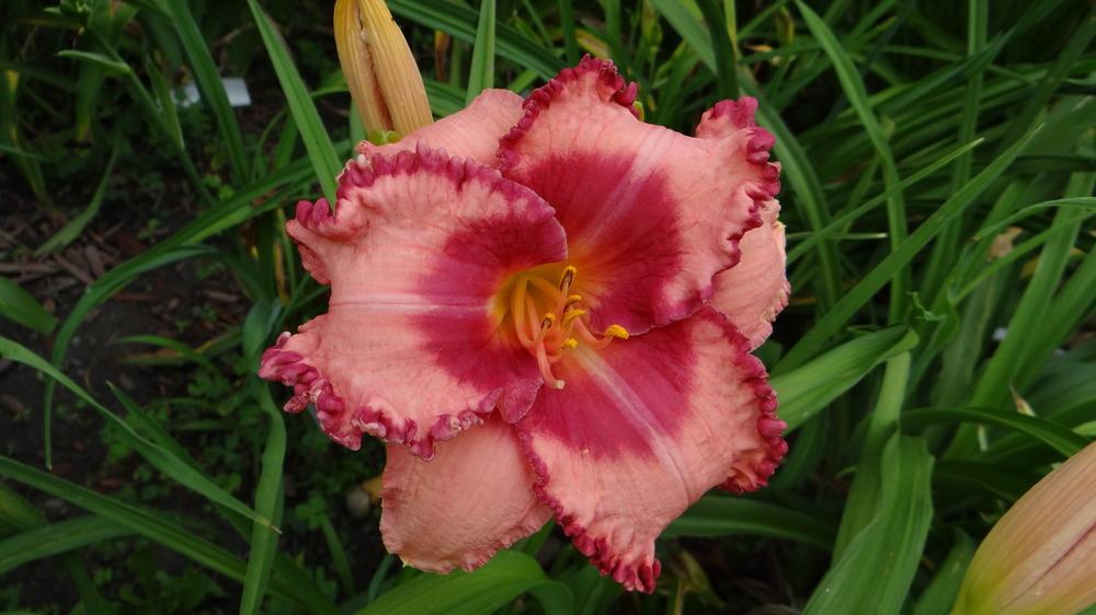 Photo of Daylily (Hemerocallis 'Broaden Your Horizons') uploaded by snickerspooh