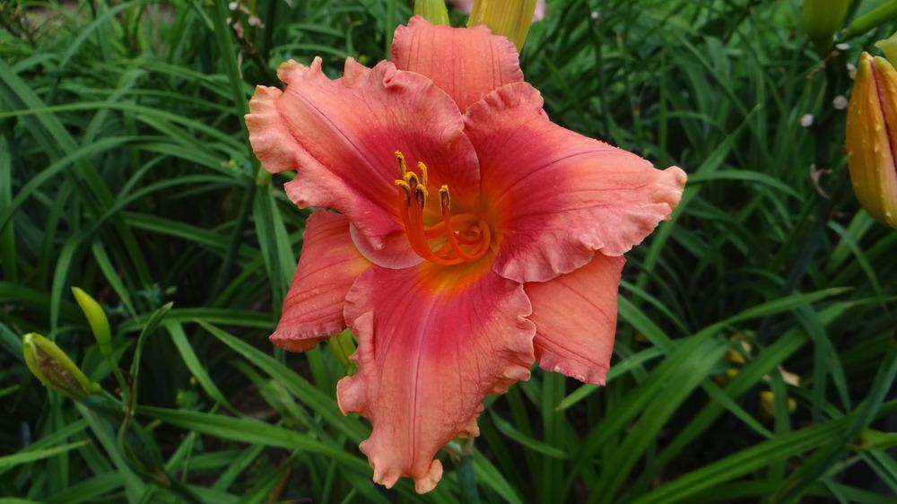 Photo of Daylily (Hemerocallis 'But Wait, There's More') uploaded by snickerspooh