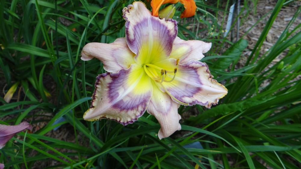Photo of Daylily (Hemerocallis 'Handwriting on the Wall') uploaded by snickerspooh