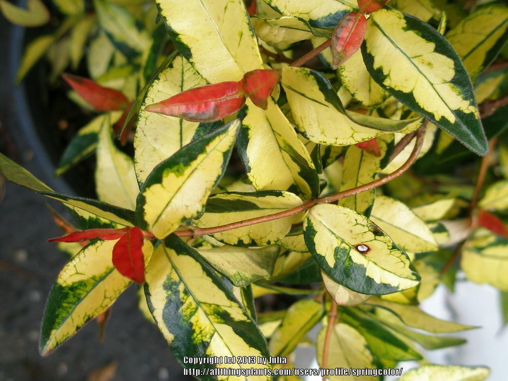 Photo of Japanese Star Jasmine (Trachelospermum 'Ogon Nishiki') uploaded by springcolor