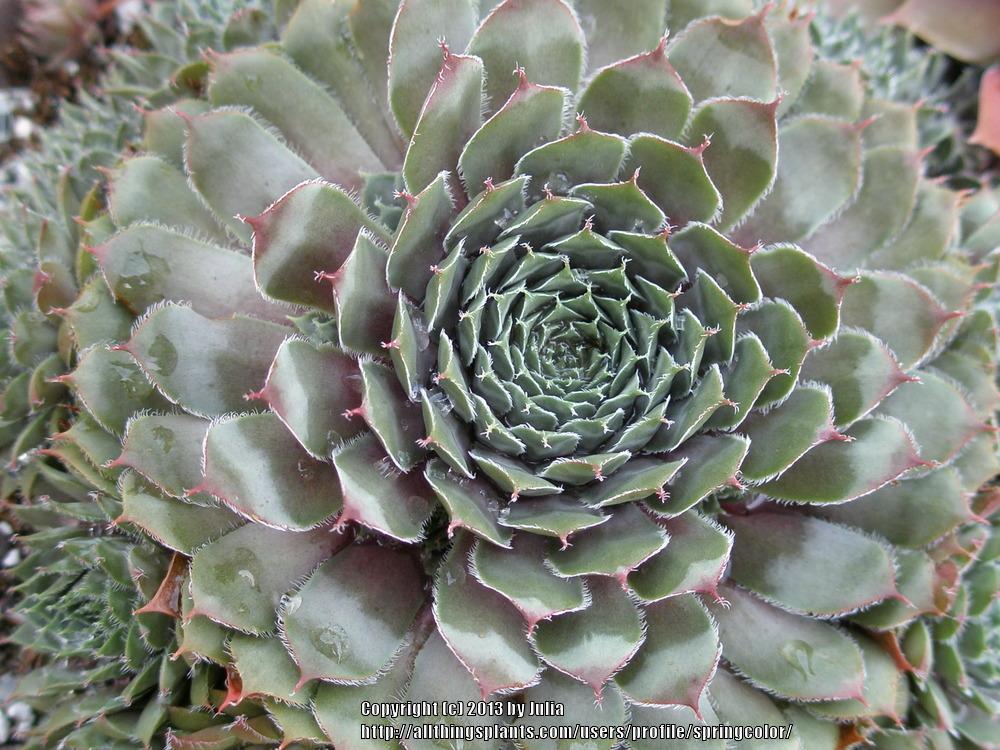 Photo of Hen and Chicks (Sempervivum 'Grape Tone') uploaded by springcolor