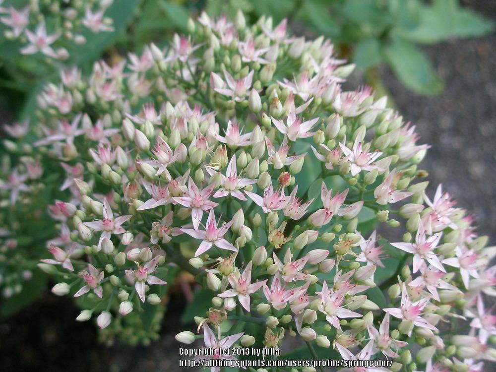 Photo of Stonecrop (Hylotelephium Rock 'N Round™ Pure Joy) uploaded by springcolor