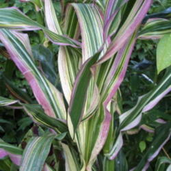 
Very colorful foliage and a good plant to add height to a wildlif