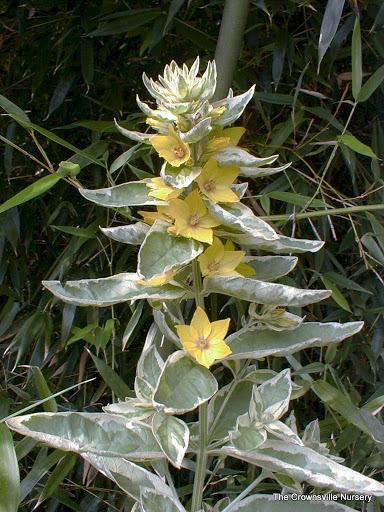 Photo of Variegated Yellow Loosestrife (Lysimachia punctata 'Alexander') uploaded by vic