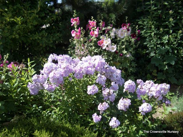 Photo of Garden Phlox (Phlox paniculata 'Franz Schubert') uploaded by vic