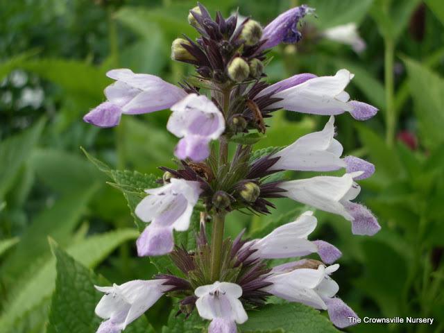 Photo of Catmint (Nepeta subsessilis 'Sweet Dreams') uploaded by vic