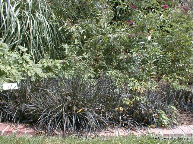 Photo of Black Mondo Grass (Ophiopogon planiscapus 'Kokuryu') uploaded by vic