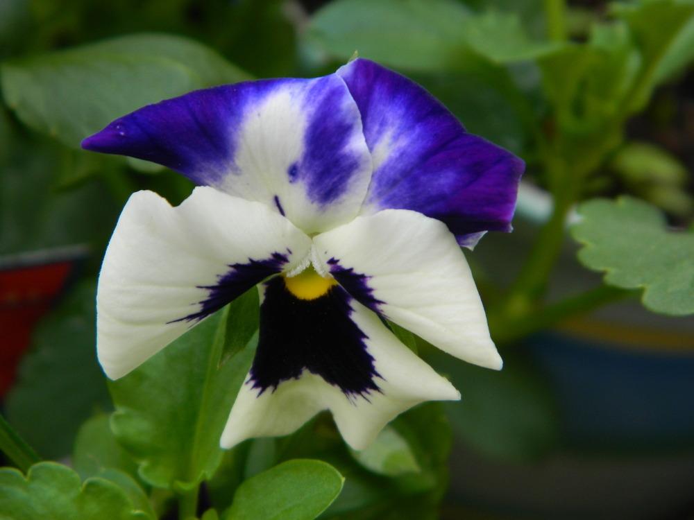 Photo of Violas (Viola) uploaded by wildflowers
