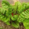 Get the Most out of  Your Swiss Chard