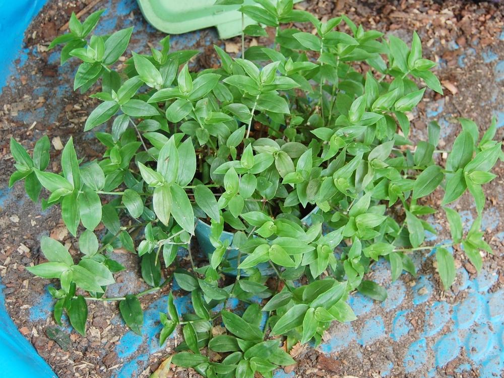 Photo of Inch Plant (Tradescantia fluminensis) uploaded by purpleinopp