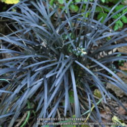 
Date: 2010-10-02
This is the cultivar Nigrescens here with the black foliage and b