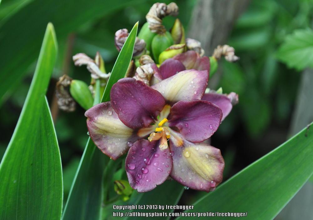 Photo of Species X Iris (Iris x norrisii 'Sangria') uploaded by treehugger