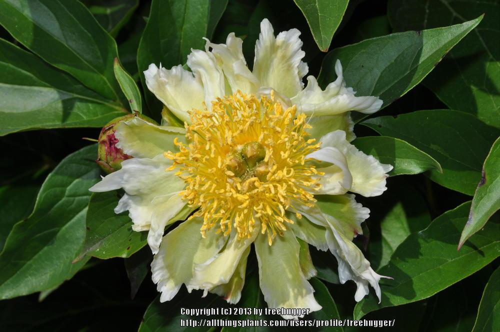 Photo of Chinese Peony (Paeonia lactiflora 'Green Lotus') uploaded by treehugger