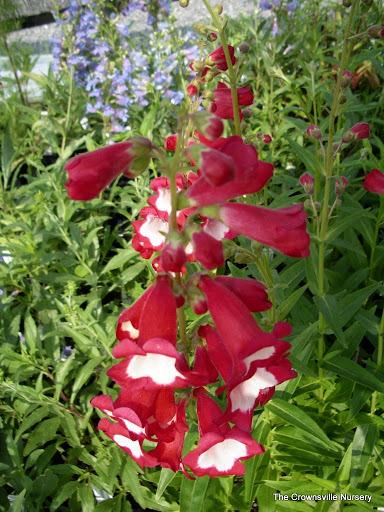 Photo of Penstemon 'Fruit Punch' uploaded by vic