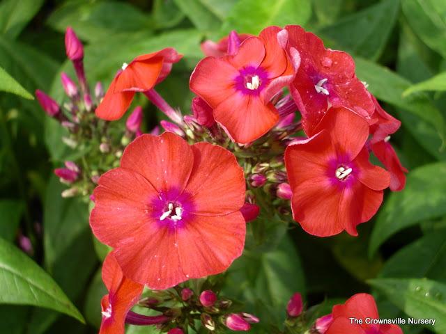 Photo of Garden Phlox (Phlox paniculata 'Orange Perfection') uploaded by vic