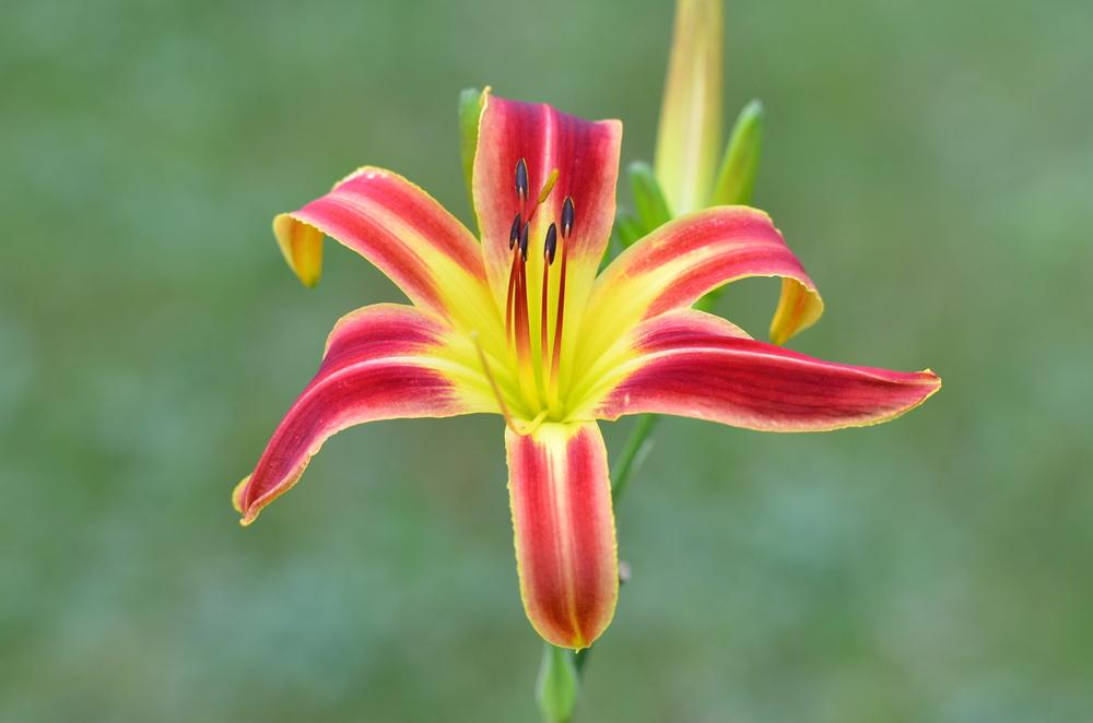 Photo of Daylily (Hemerocallis 'Candy Cane Dreams') uploaded by Anne