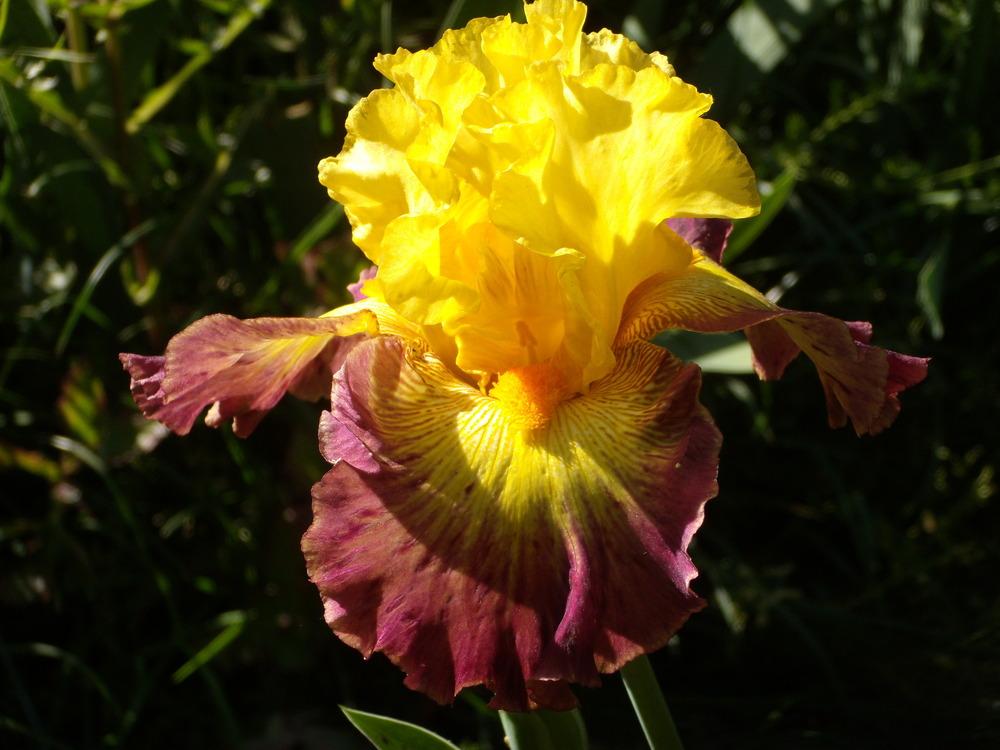 Photo of Tall Bearded Iris (Iris 'Burst of Glory') uploaded by Betja
