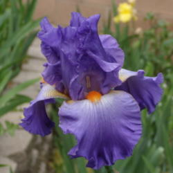Location: My garden in Bakersfield, CA
Date: 2013-04-07