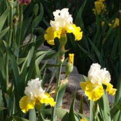 Location: My garden in Bakersfield, CA
Date: 2011-04-11