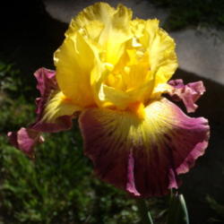 Location: My garden in Bakersfield, CA
Date: 2013-04-12