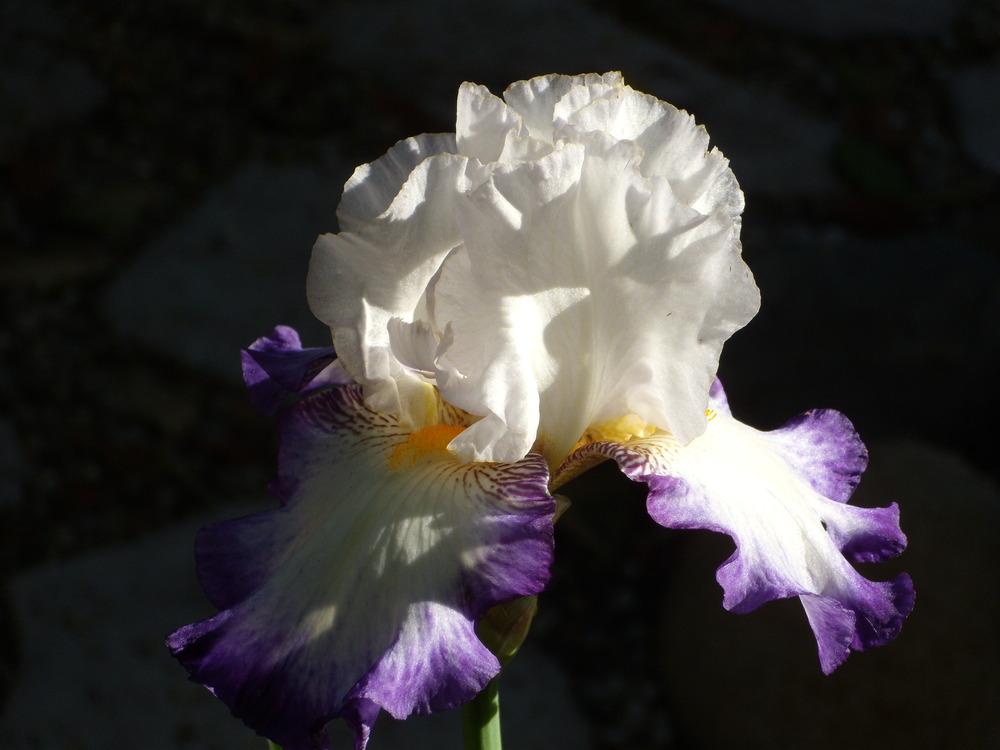 Photo of Tall Bearded Iris (Iris 'Beyond Borders') uploaded by Betja