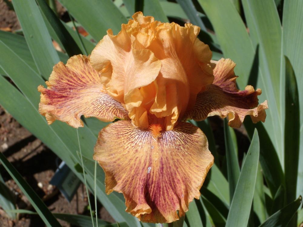Photo of Border Bearded Iris (Iris 'Wild') uploaded by Betja