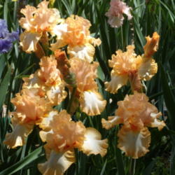 Location: My garden in Bakersfield, CA
Date: 2012-04-18